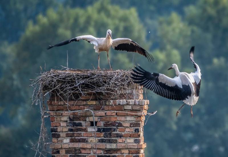 Expert Chimney Animal Removal in Abington, MA Professional Chimney Animal Removal Services in Abington, Massachusetts
