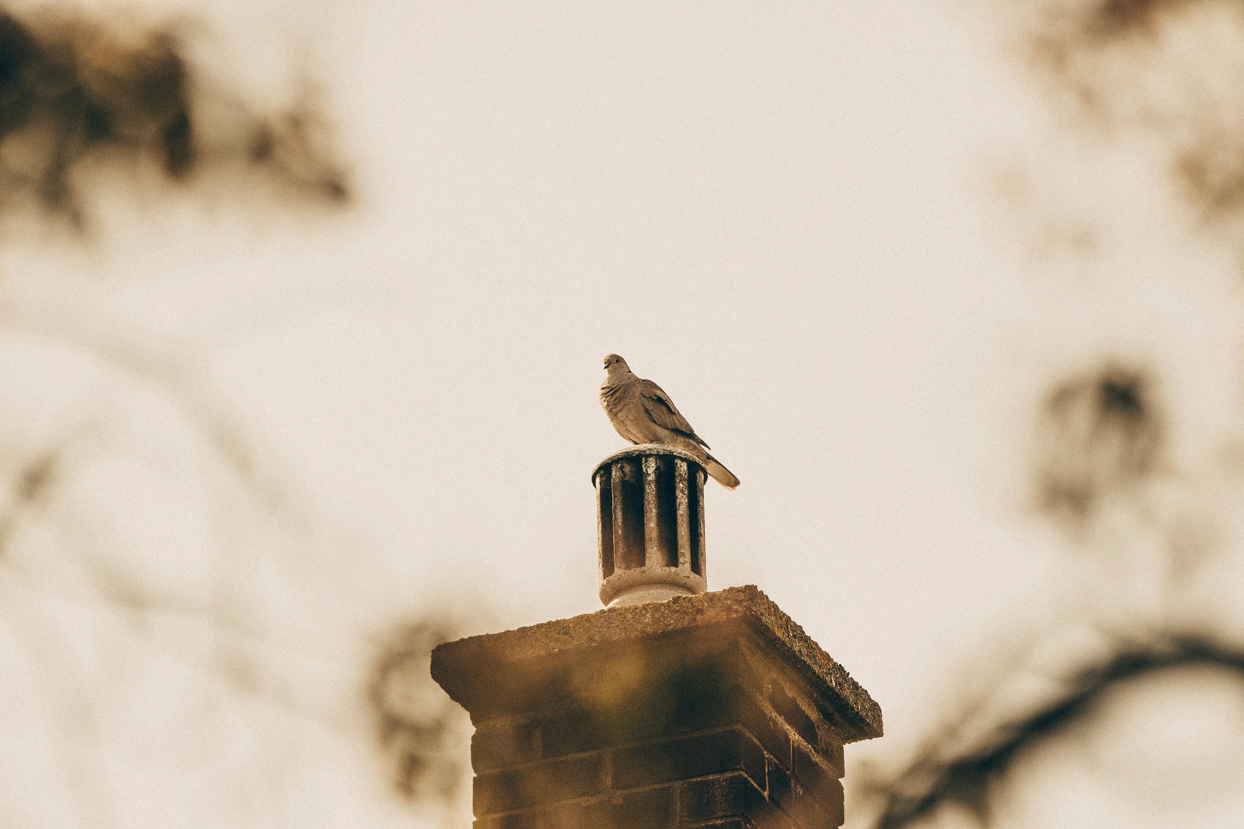 Professional Chimney Cap Installation Services in Abington, MA Expert Chimney Cap Installation in Abington, Massachusetts